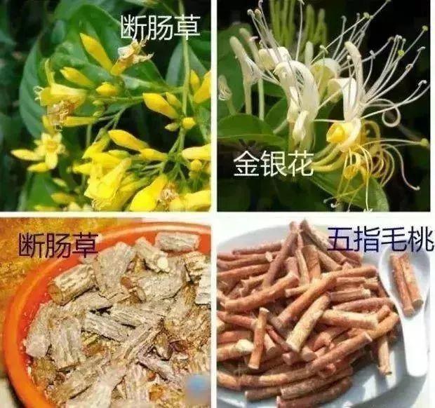 可怕！煲汤放错这个药材分分钟钟中毒！-煲汤的药