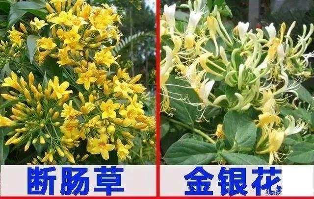 可怕！煲汤放错这个药材分分钟钟中毒！-煲汤的药