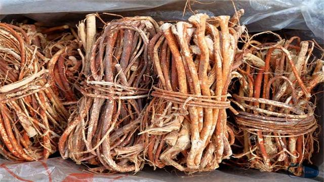 用五指毛桃煲汤对肠胃好？这几类人群食用要注意了-五指毛桃煲汤的功效可以祛湿吗