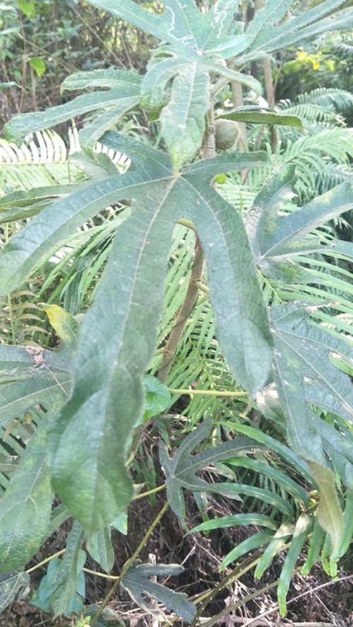 你认识五指毛桃吗？五指毛桃有什么秘密，你知道吗？-五指毛桃 有什么作用