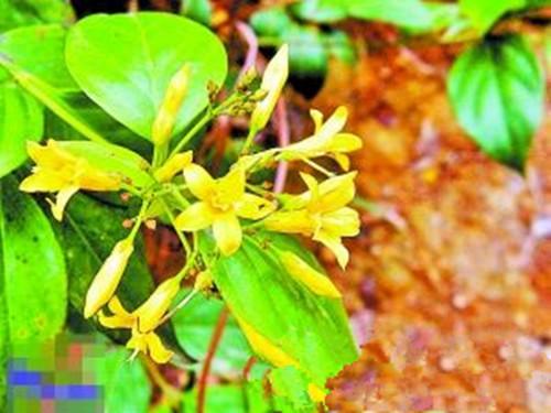 你认识五指毛桃吗？五指毛桃有什么秘密，你知道吗？-五指毛桃 有什么作用