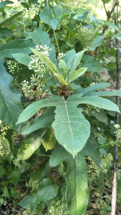 你认识五指毛桃吗？五指毛桃有什么秘密，你知道吗？-五指毛桃 有什么作用