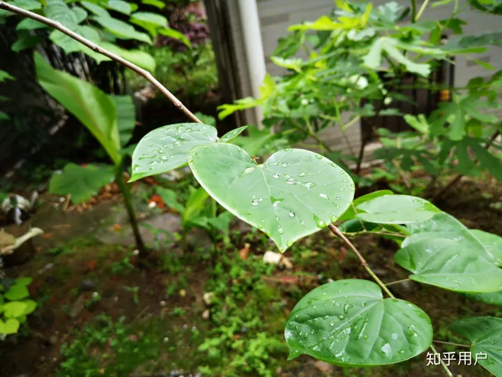 安卓（Android）的原生系统真的那么好用吗？-安卓原生系统有什么好处