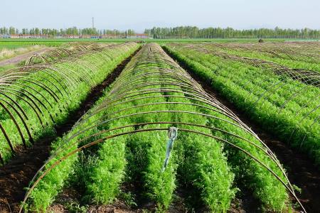 胡萝卜种植时间及重点措施-胡萝卜种植技术与方法