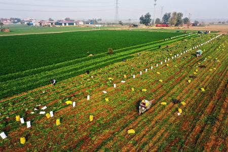 胡萝卜种植时间及重点措施-胡萝卜种植技术与方法