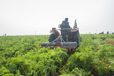 胡萝卜种植时间及重点措施-胡萝卜种植技术与方法