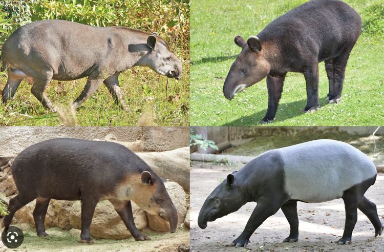 库洛米的CP，能治噩梦？-库洛米 凯蒂猫 玉桂狗 三丽鸥 是什么