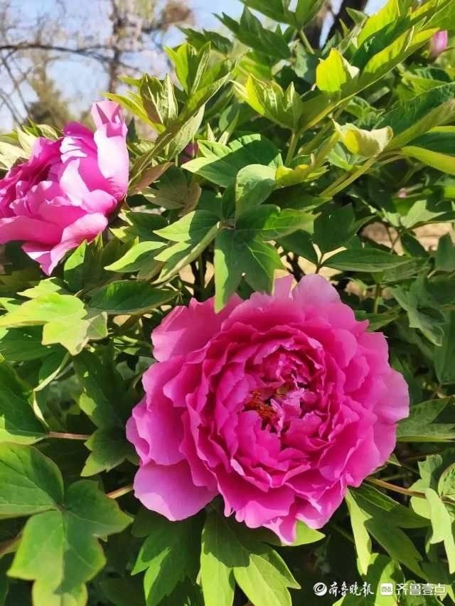 唐诗撷趣15/韩愈：文起八代之衰，死因羞为人知-苏轼赞韩愈文起八代之衰是什么意思