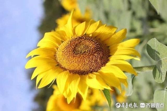 唐诗撷趣15/韩愈：文起八代之衰，死因羞为人知-苏轼赞韩愈文起八代之衰是什么意思