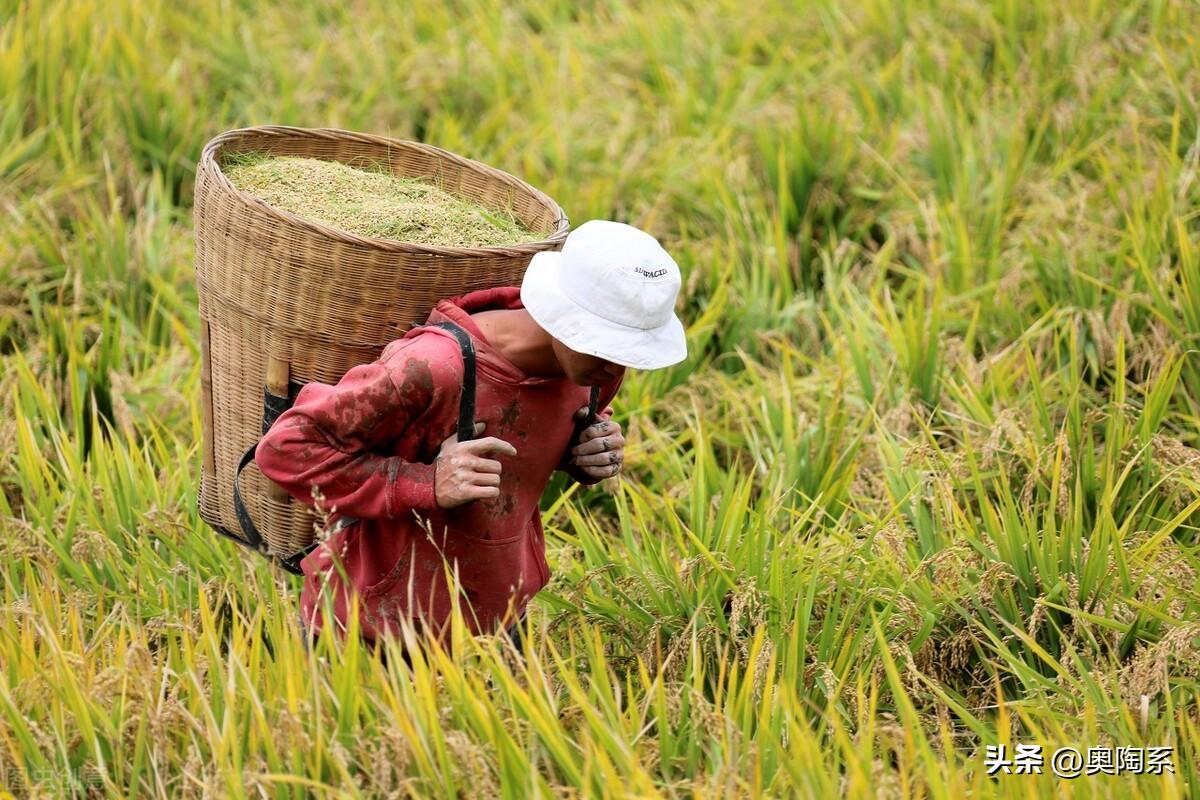 中粮和中储粮，真正的国之粮仓，它们是一家企业吗？-中粮集团与中储粮是什么关系