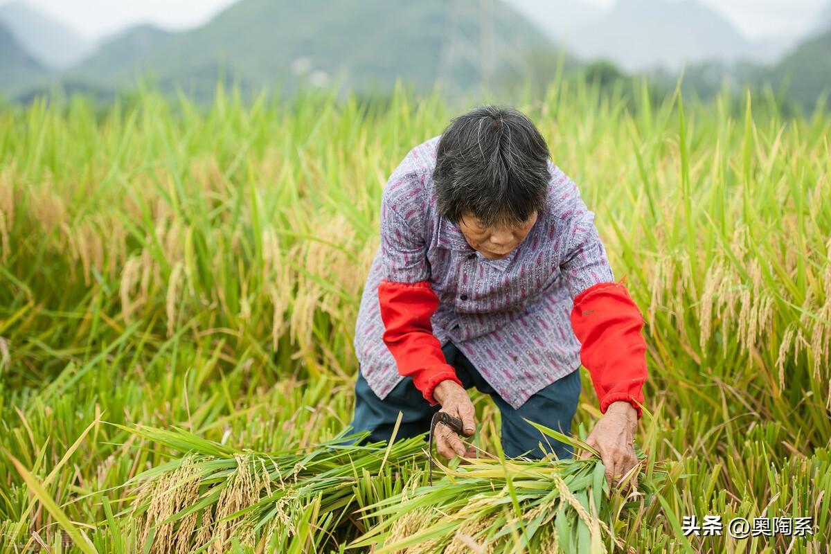 中粮和中储粮，真正的国之粮仓，它们是一家企业吗？-中粮集团与中储粮是什么关系