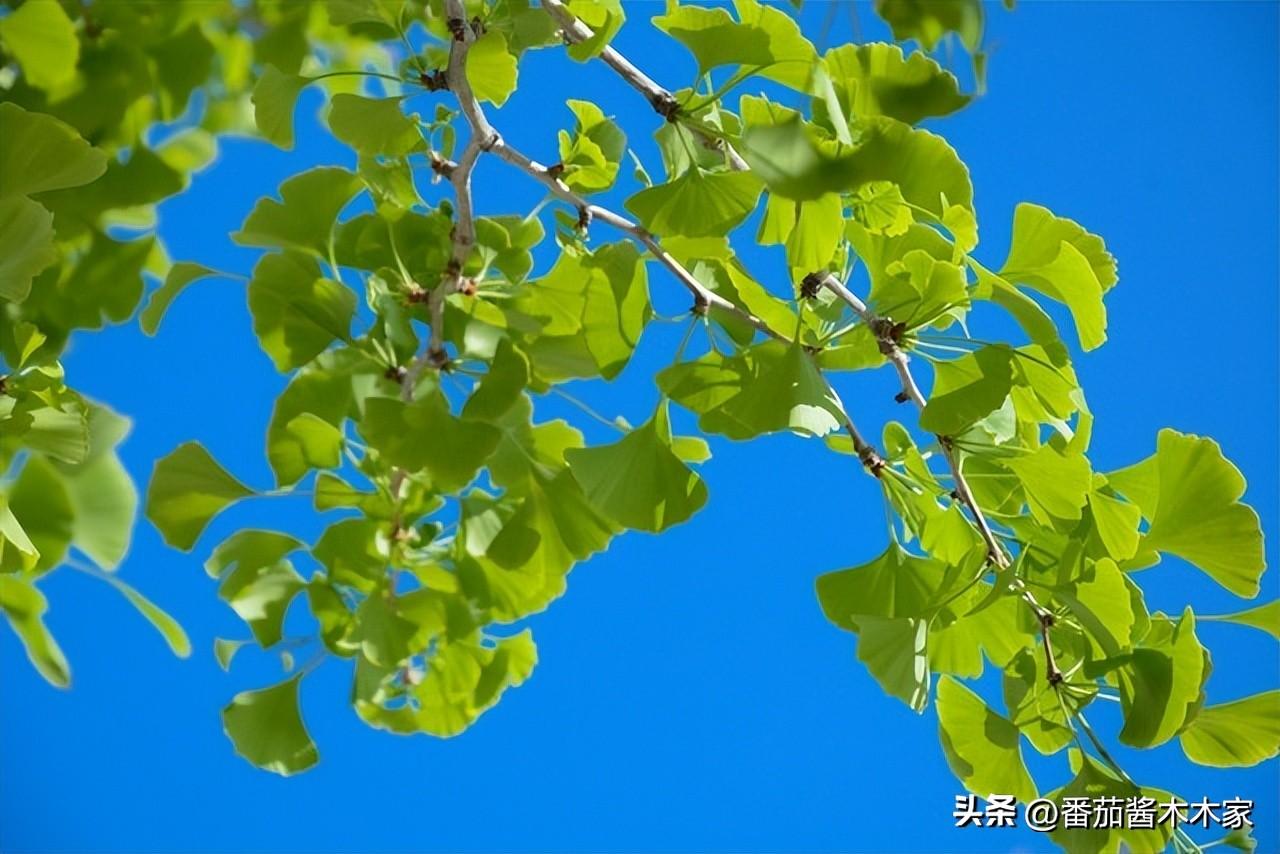 贾平凹：人生的真正意义，在于淡定从容地过这一生-贾平凹谈人生的意义