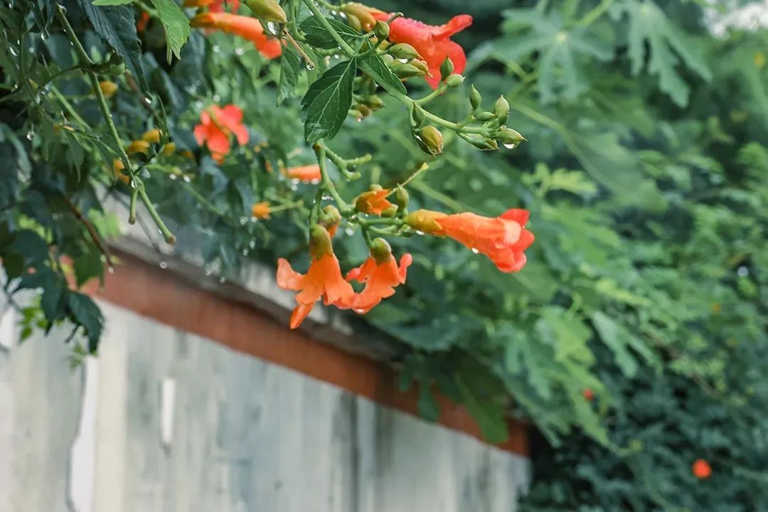 贾平凹：学会拒绝-学会拒绝别人的经典句子图片