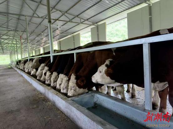 吉首市丹青镇：发展养牛业 “犇”上致富路-吉首市丹青镇镇长