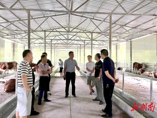 吉首市丹青镇：发展养牛业 “犇”上致富路-吉首市丹青镇镇长