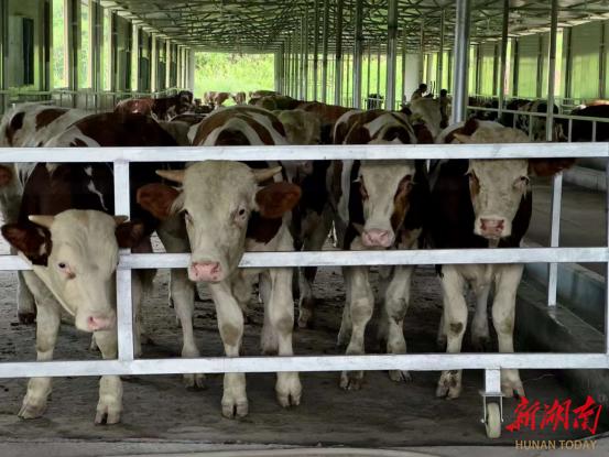 吉首市丹青镇：发展养牛业 “犇”上致富路-吉首市丹青镇镇长