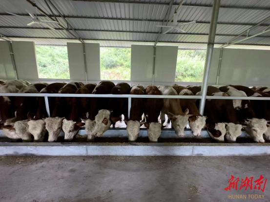 吉首市丹青镇：发展养牛业 “犇”上致富路-吉首市丹青镇镇长