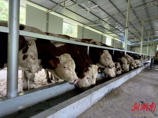 吉首市丹青镇：发展养牛业 “犇”上致富路-吉首市丹青镇镇长