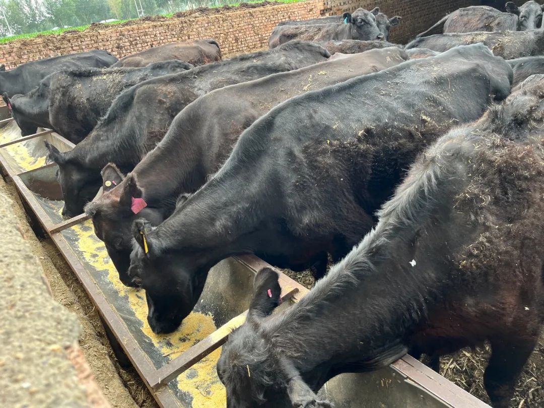 【铸牢中华民族共同体意识】念好“养牛经” “犇”向致富路-铸牢中华民族共和体意识的内涵是引导各族人民