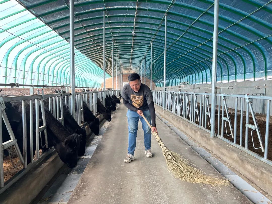 【铸牢中华民族共同体意识】念好“养牛经” “犇”向致富路-铸牢中华民族共和体意识的内涵是引导各族人民