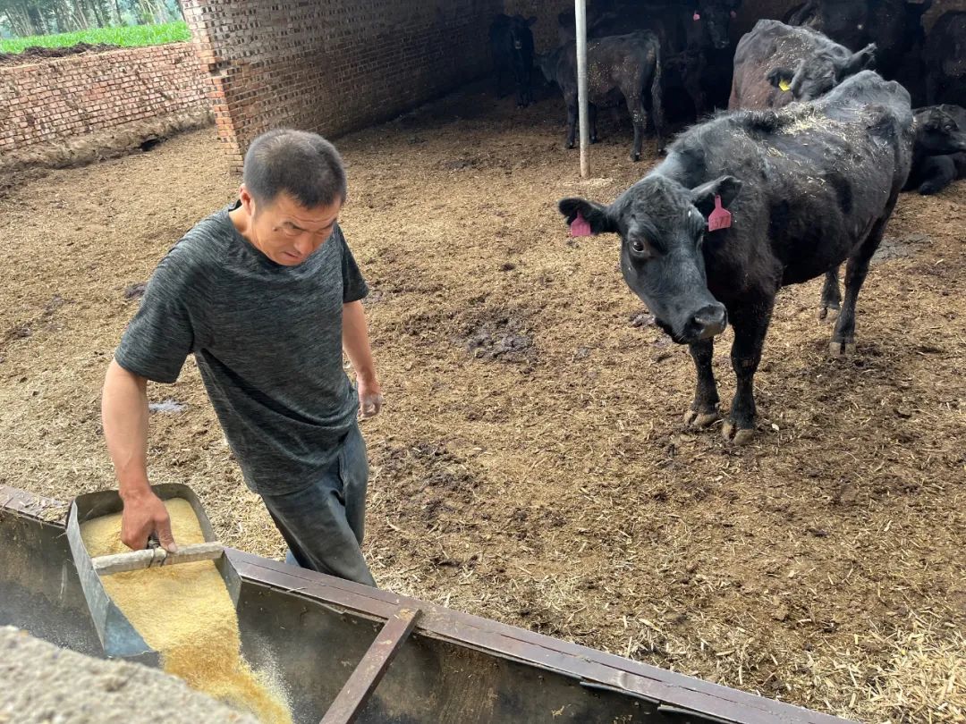 【铸牢中华民族共同体意识】念好“养牛经” “犇”向致富路-铸牢中华民族共和体意识的内涵是引导各族人民