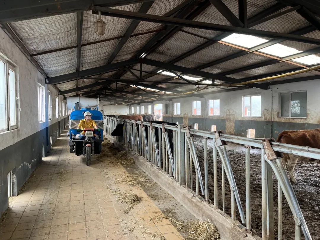 【铸牢中华民族共同体意识】念好“养牛经” “犇”向致富路-铸牢中华民族共和体意识的内涵是引导各族人民