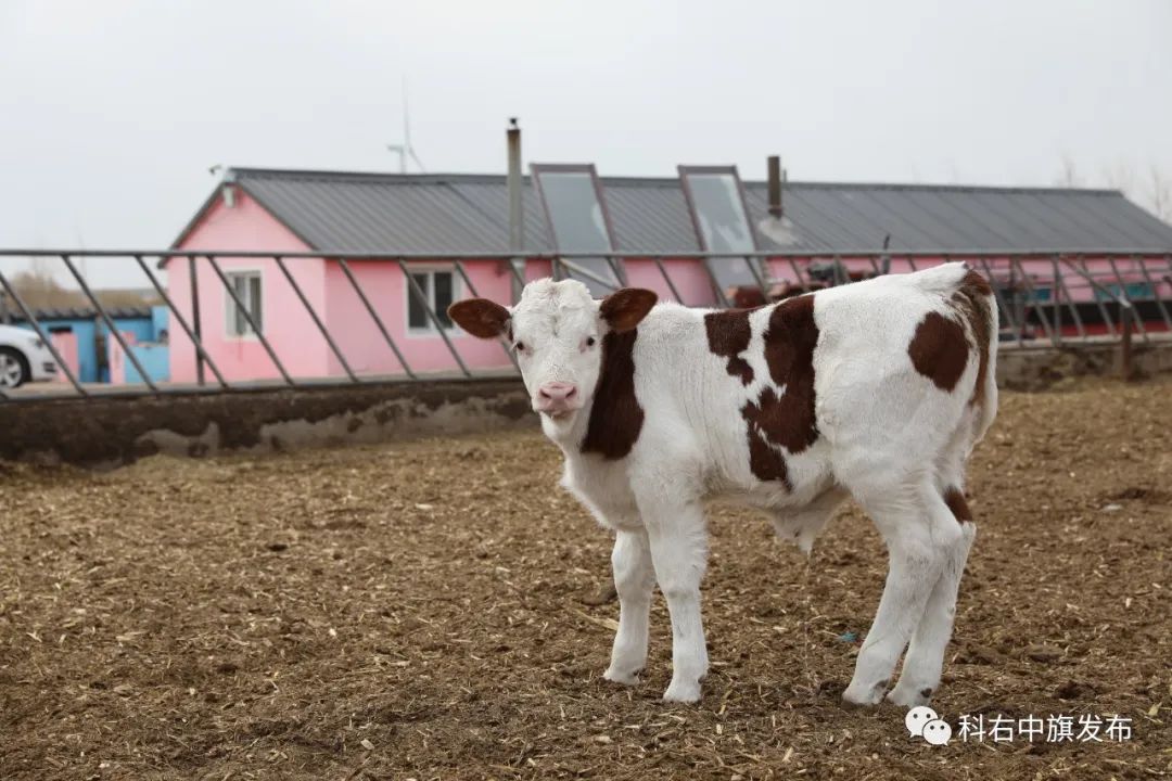 科右中旗：良种带来好收益 农牧民致富有“犇”头-科右中旗农牧和科技局领导班子成员