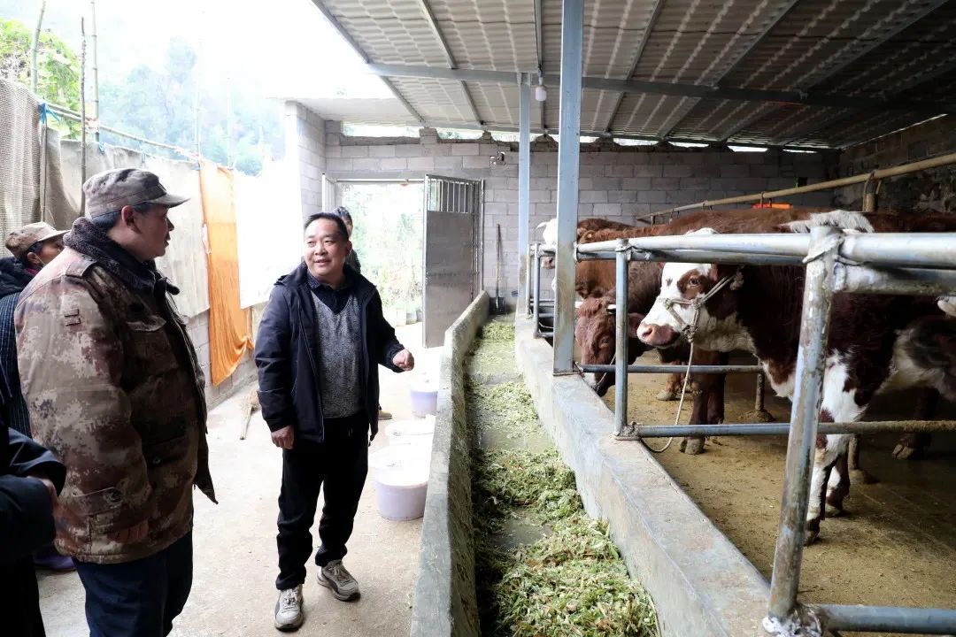 黔西南：养牛产业“犇”起来-黔西养牛场