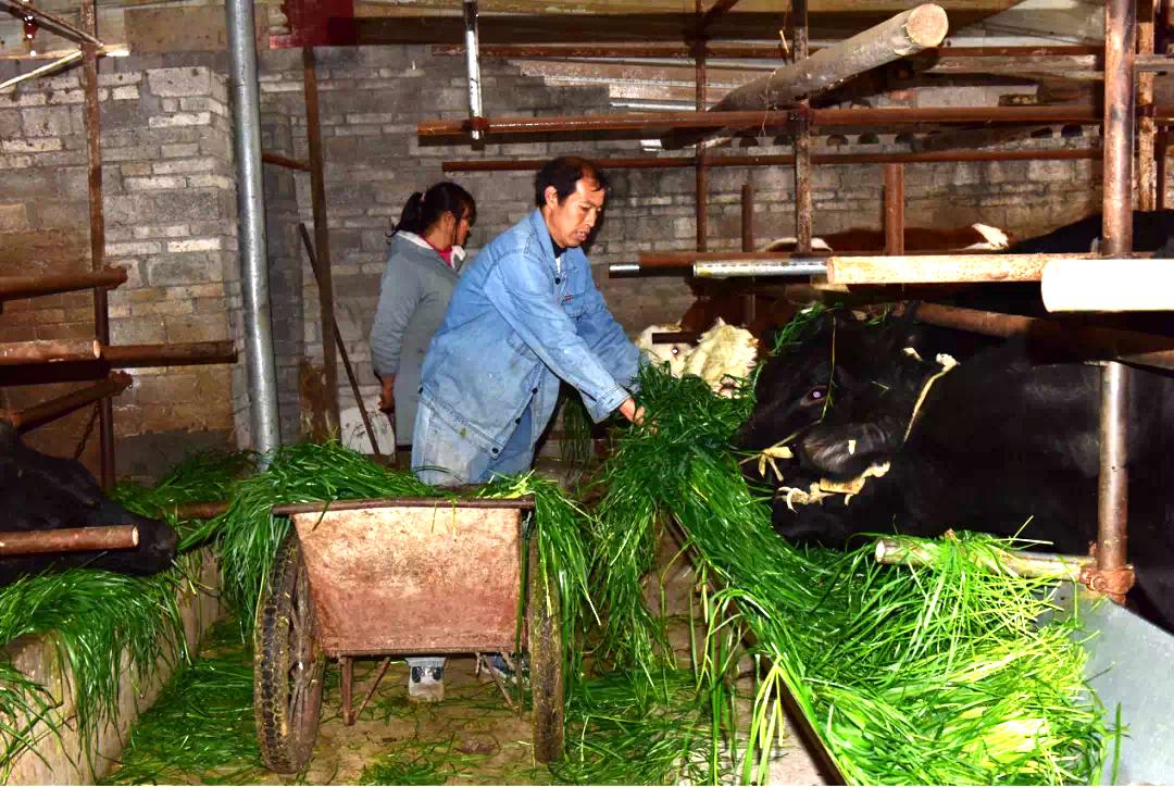 黔西南：养牛产业“犇”起来-黔西养牛场