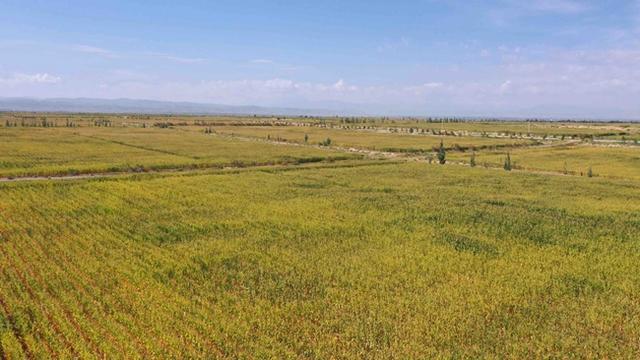 「稳经济·谋发展」武威：“百亿级”产业链已起航加速“犇”向新征程-武威的重点企业