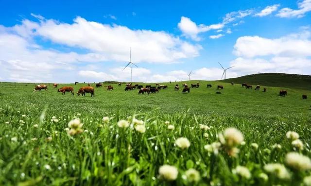 威宁：牵住“牛鼻子” 共“犇”致富路-牵住牛鼻子指什么