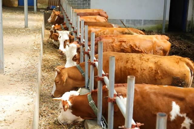 威宁：牵住“牛鼻子” 共“犇”致富路-牵住牛鼻子指什么