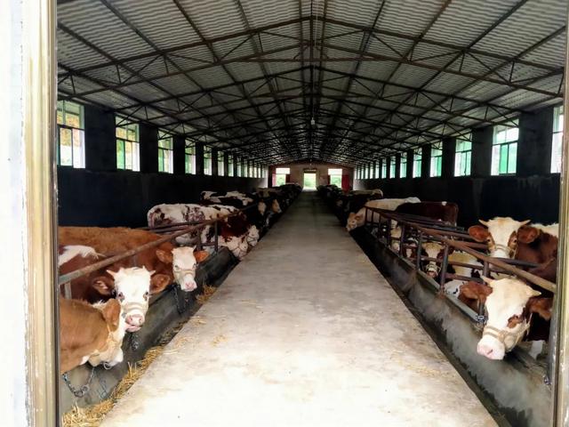 威宁：牵住“牛鼻子” 共“犇”致富路-牵住牛鼻子指什么