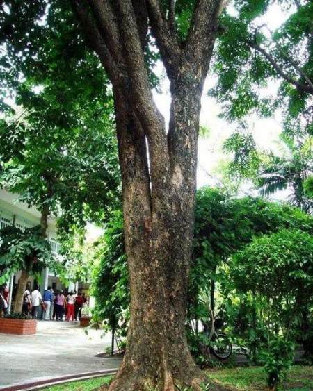 奇妙的金、木、水、火、土5个字的“套娃”式叠字-金木水火土的土怎么组词