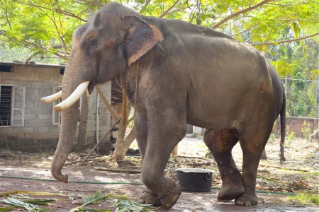 2000年，中国GDP是印度的2.6倍，人均GDP是2.2倍，那2020年呢？-2000年以来中国的gdp