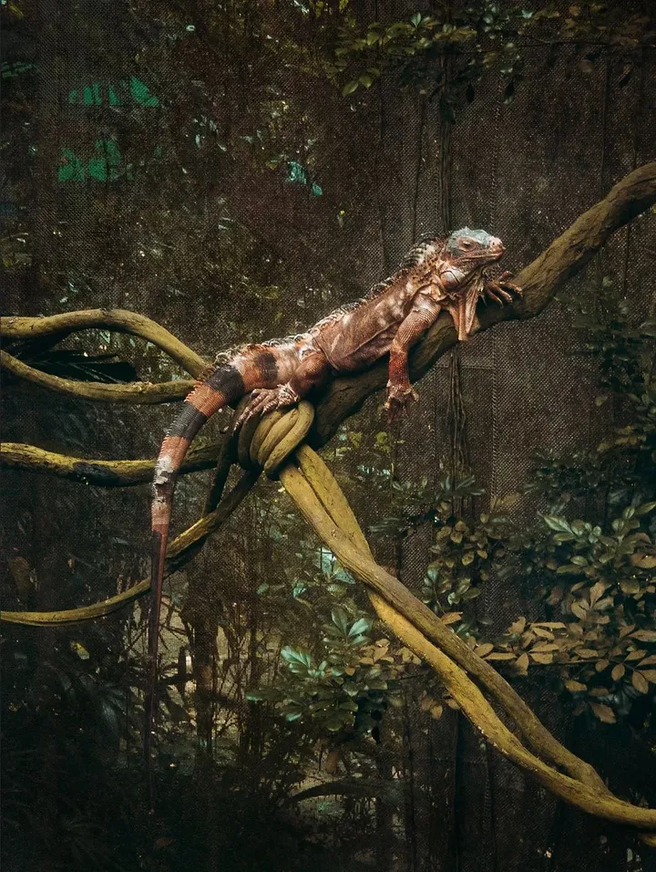 如何评价郑中基的摄影水平？-郑中基的摄影