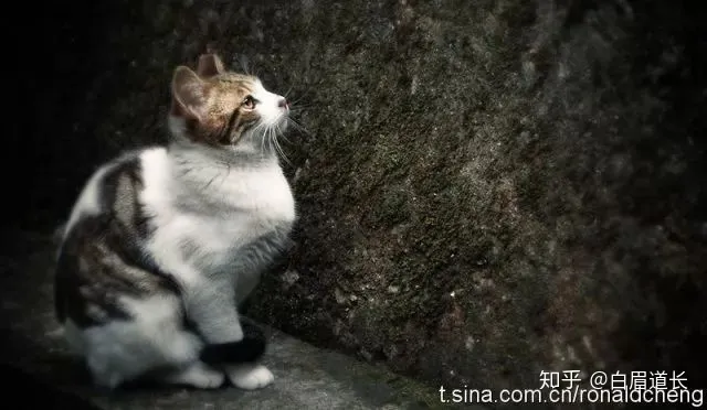 郑中基：天赋异禀却任性妄为的富二代-郑中基是不是很有钱