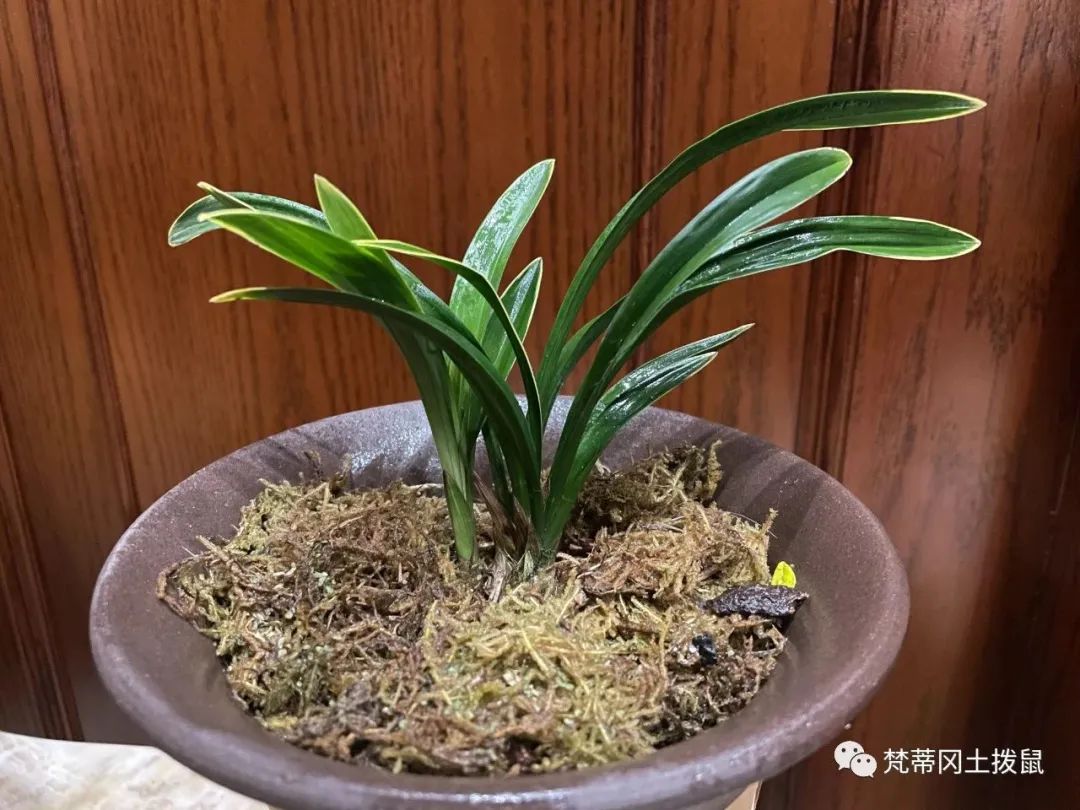 养花草随记-关于养花草的人生感悟怎么写三年级