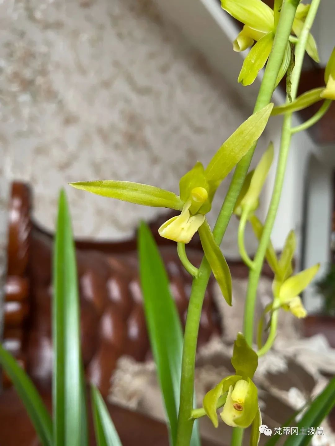 养花草随记-关于养花草的人生感悟怎么写三年级