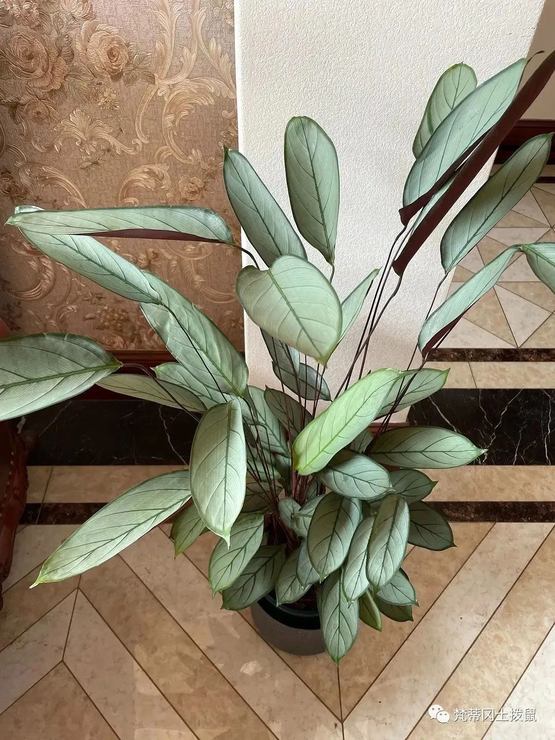 养花草随记-关于养花草的人生感悟怎么写三年级