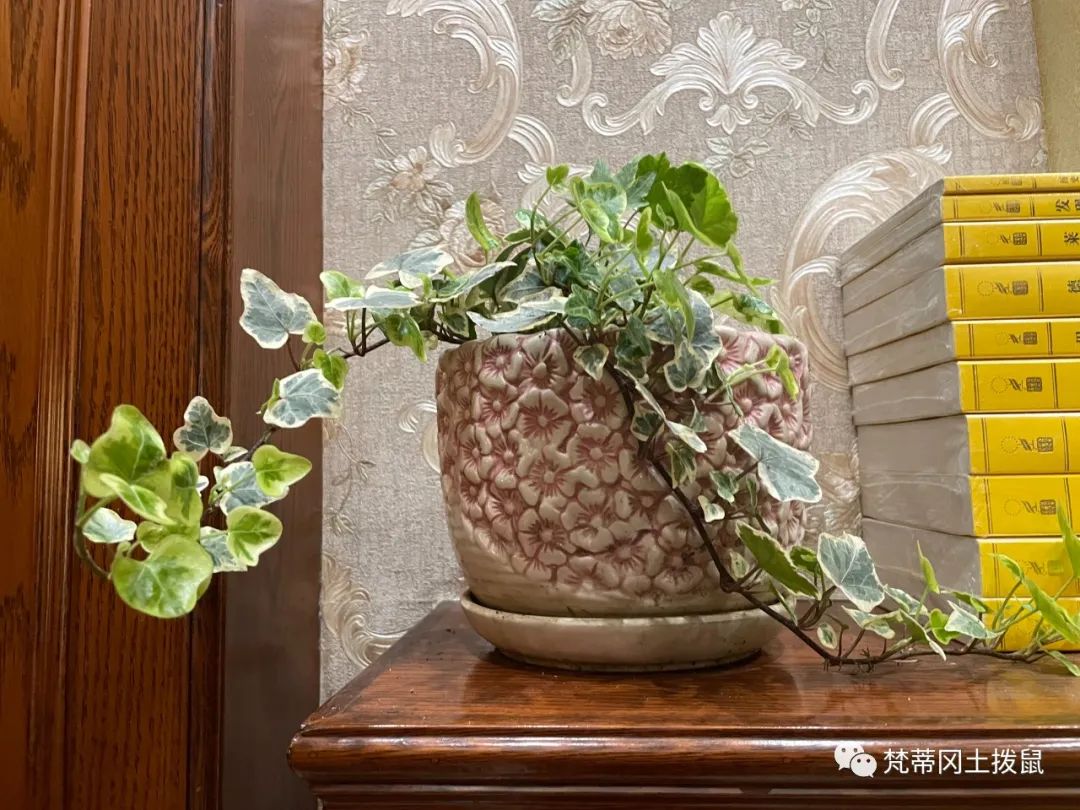 养花草随记-关于养花草的人生感悟怎么写三年级