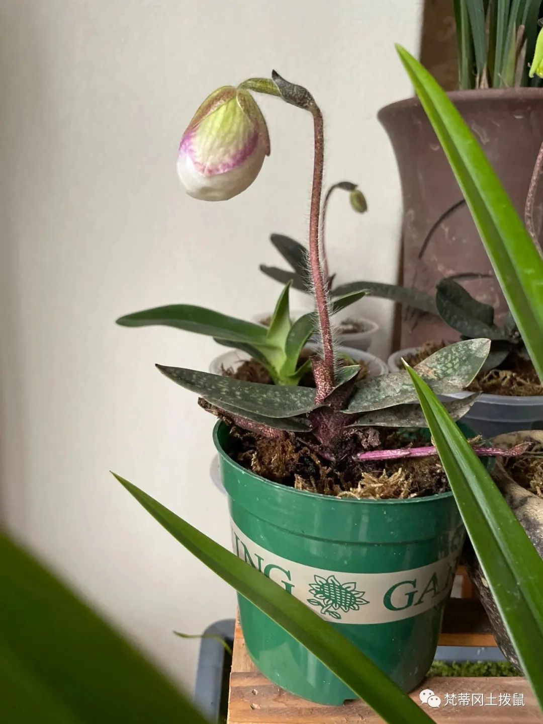 养花草随记-关于养花草的人生感悟怎么写三年级