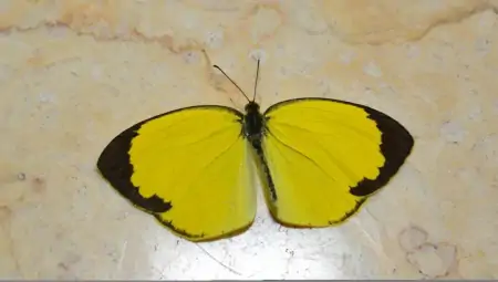 武汉这里，新发现739个物种！-武汉市发现