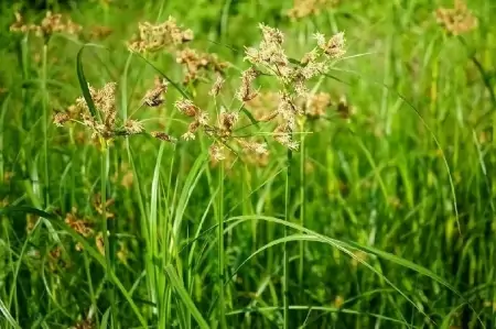 武汉这里，新发现739个物种！-武汉市发现