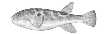 武汉这里，新发现739个物种！-武汉市发现