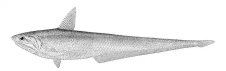 武汉这里，新发现739个物种！-武汉市发现