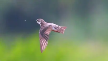 武汉这里，新发现739个物种！-武汉市发现