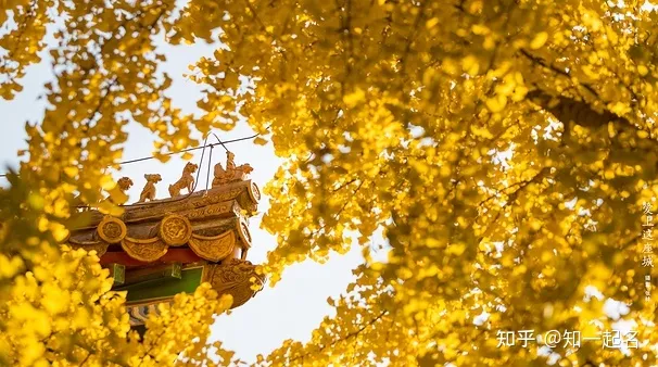 带芷字取名起名字：芷字女孩取名的含义-带芷字取名起名字:芷字女孩取名的含义及寓意