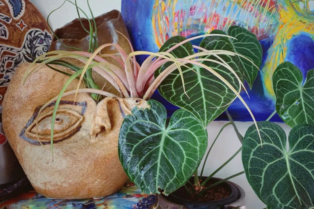 室内花园陶艺精品课 | 第二期开始报名！-陶艺室内布置与设计方案