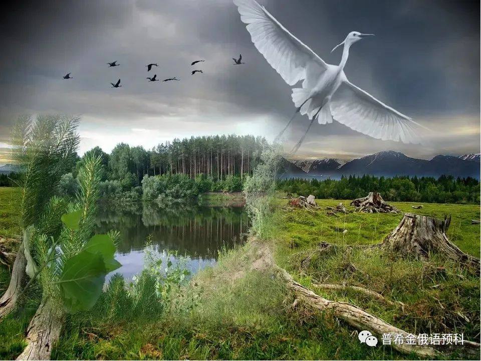 诗歌品鉴——著名俄罗斯诗人叶赛宁作品《小白桦》-叶赛宁写的白桦诗配画